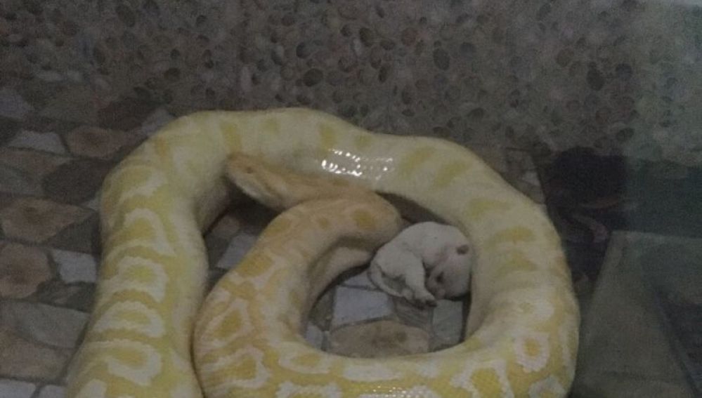 La imagen de una pitón alrededor de un cachorro que ha causado revuelo