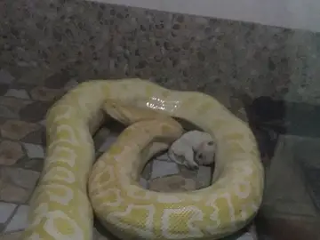 La imagen de una pitón alrededor de un cachorro que ha causado revuelo La imagen de una pitón alrededor de un cachorro que ha causado revuelo