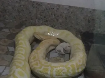 La imagen de una pitón alrededor de un cachorro que ha causado revuelo La imagen de una pitón alrededor de un cachorro que ha causado revuelo