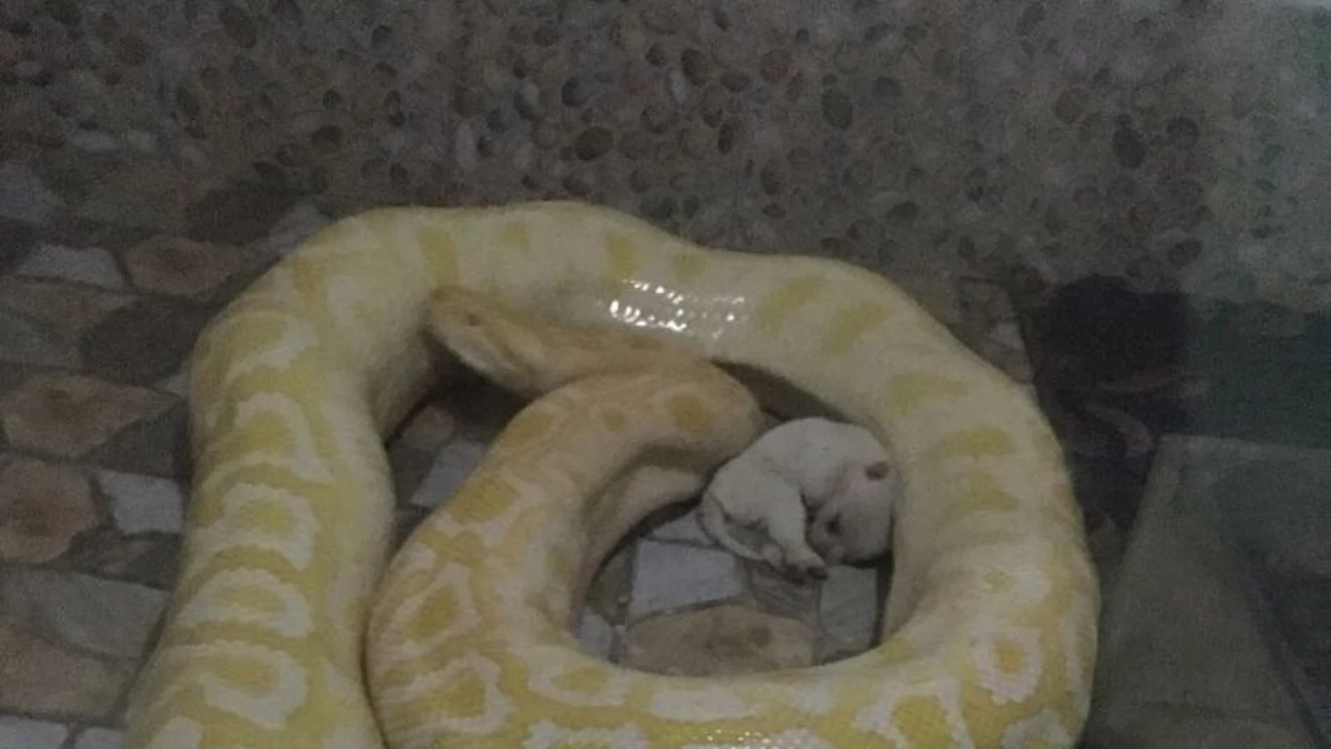 La imagen de una pitón alrededor de un cachorro que ha causado revuelo La imagen de una pitón alrededor de un cachorro que ha causado revuelo