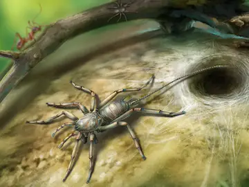 La araña con cola descubierta en ámbar La araña con cola descubierta en ámbar