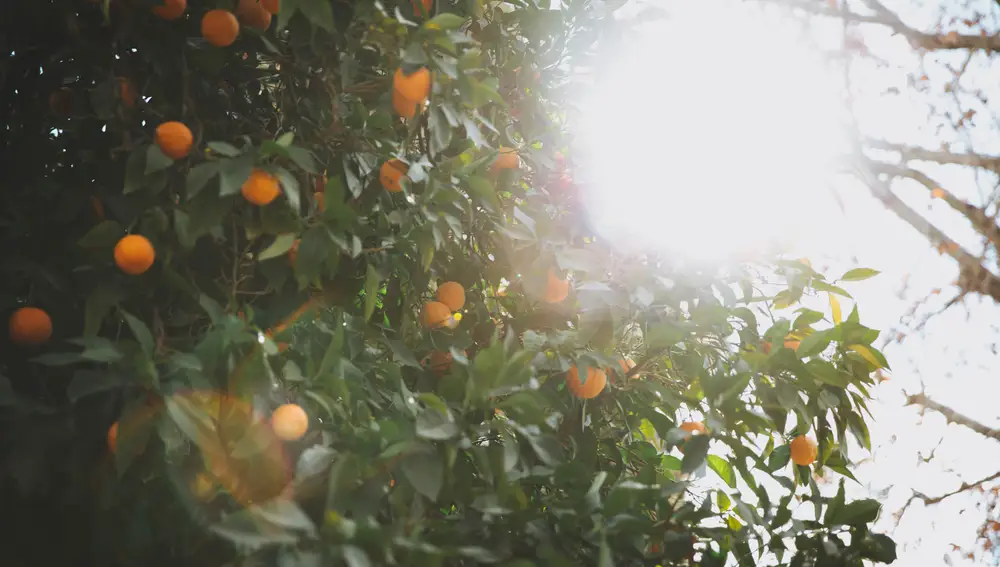 Antes de que salgan las primeras luces del día, dice sus primeras palabras