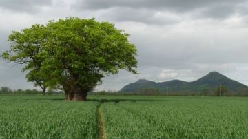 Árbol milenario derribado en Gales