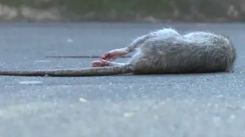 Las ratas invaden París Las ratas invaden París