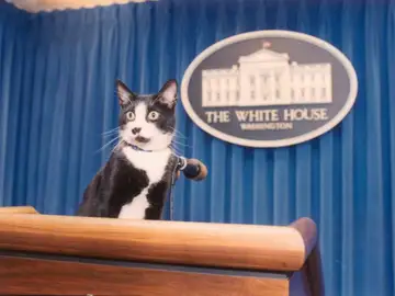 El gato Socks El gato Socks