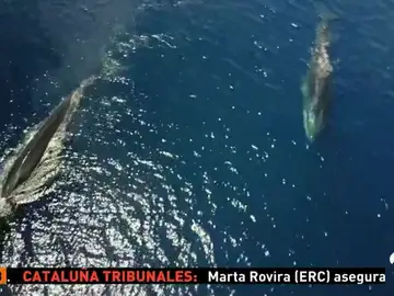 BALLENAS BALLENAS