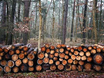 Tala de árboles Tala de árboles