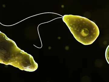 Ameba 'come cerebros' Ameba 'come cerebros'
