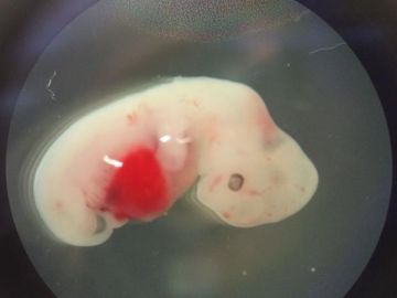 Embrión de híbrido