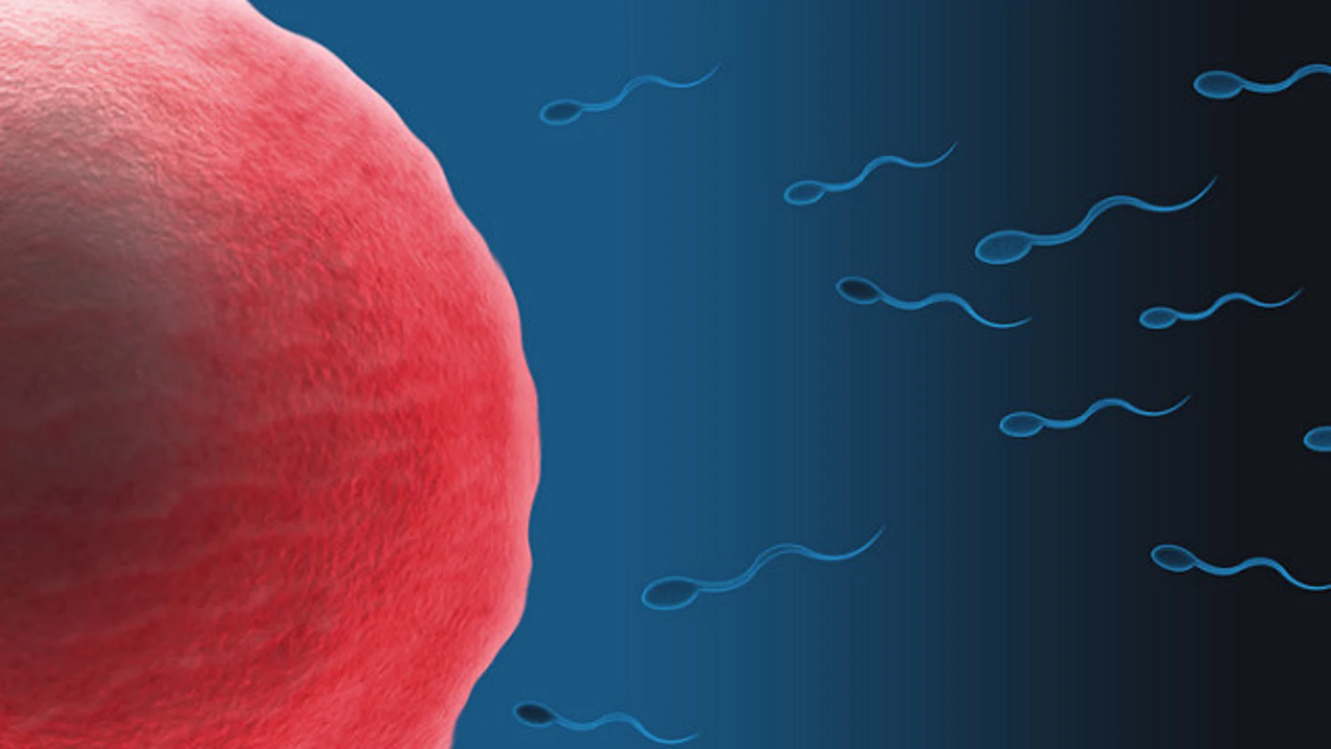 La cola de los espermatozoides juega un papel fundamental para que lleguen hasta el óvulo La cola de los espermatozoides juega un papel fundamental para que lleguen hasta el óvulo