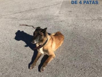 AGENTE DE POLICÍA CANINO