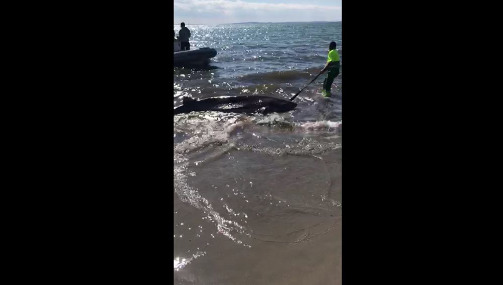 El tiburón localizado muerto en Santa Pola