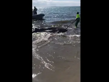 El tiburón localizado muerto en Santa Pola El tiburón localizado muerto en Santa Pola
