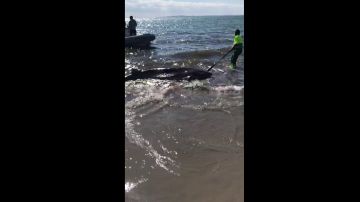 El tiburón localizado muerto en Santa Pola