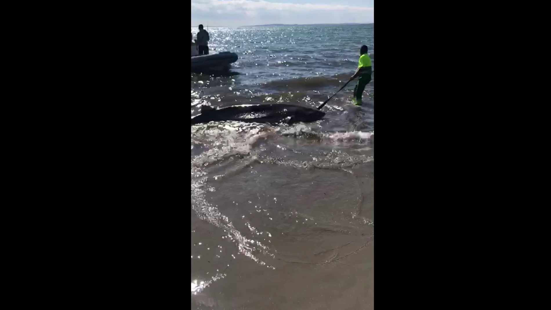 El tiburón localizado muerto en Santa Pola El tiburón localizado muerto en Santa Pola
