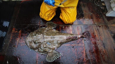 Un japonés acaba hospitalizado tras masturbarse con el estómago de un rape