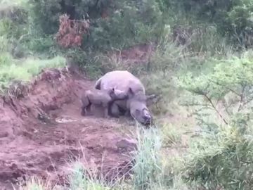 Rinoceronte mutilado