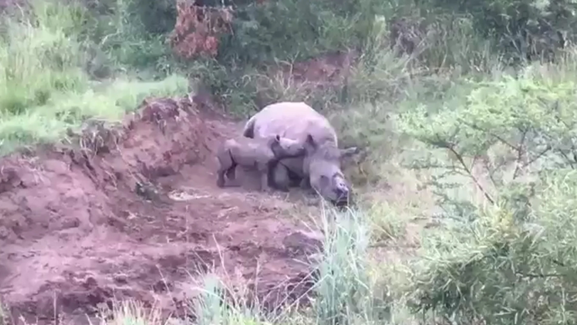 Rinoceronte mutilado Rinoceronte mutilado