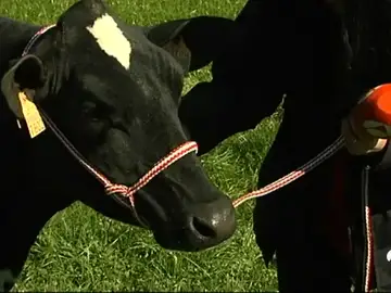 vaca vaca