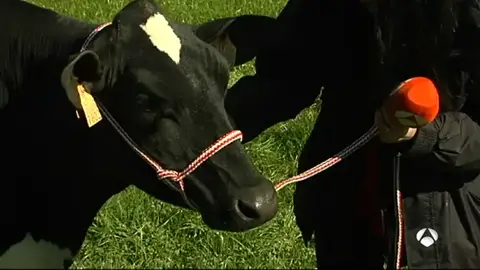 vaca vaca