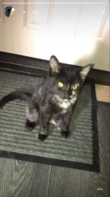 El gato al que metieron en el horno El gato al que metieron en el horno