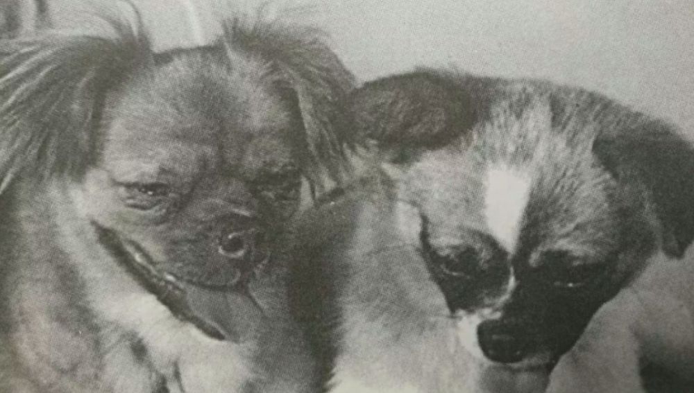 Los perros enviados al espacio por China