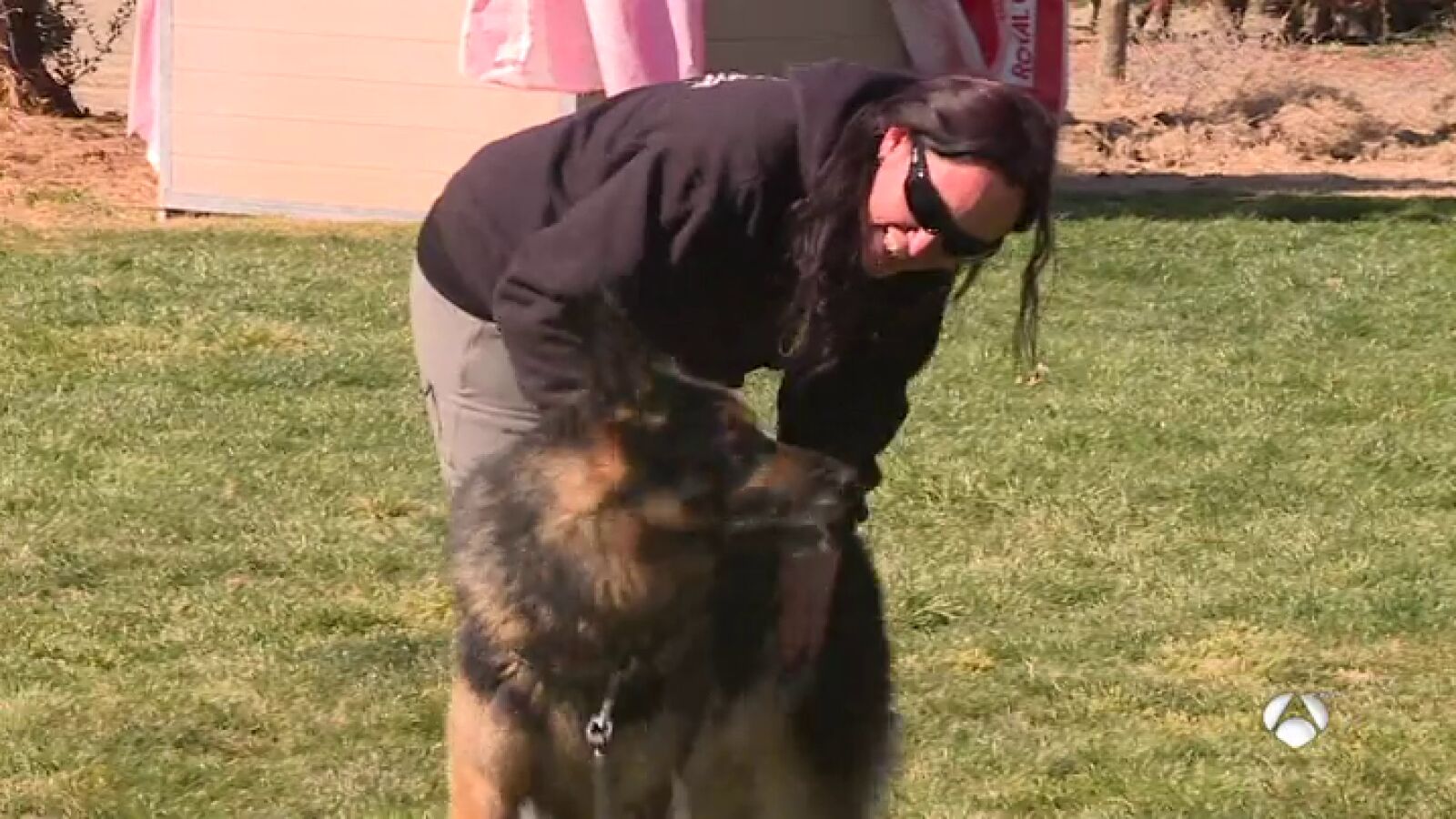 Tango, uno de los perros adiestrados para proteger a mujeres víctimas de la violencia de género