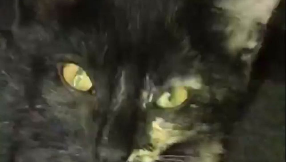 El gato al que metieron en un horno