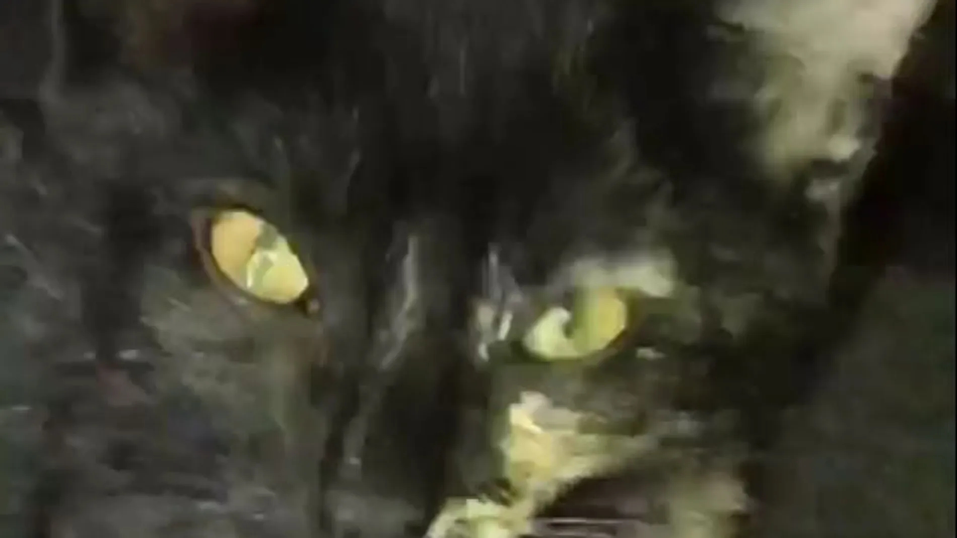 El gato al que metieron en un horno El gato al que metieron en un horno