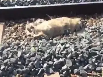 Imagen de uno de los perros muertos en la vía del tren Imagen de uno de los perros muertos en la vía del tren