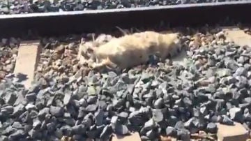 Imagen de uno de los perros muertos en la vía del tren