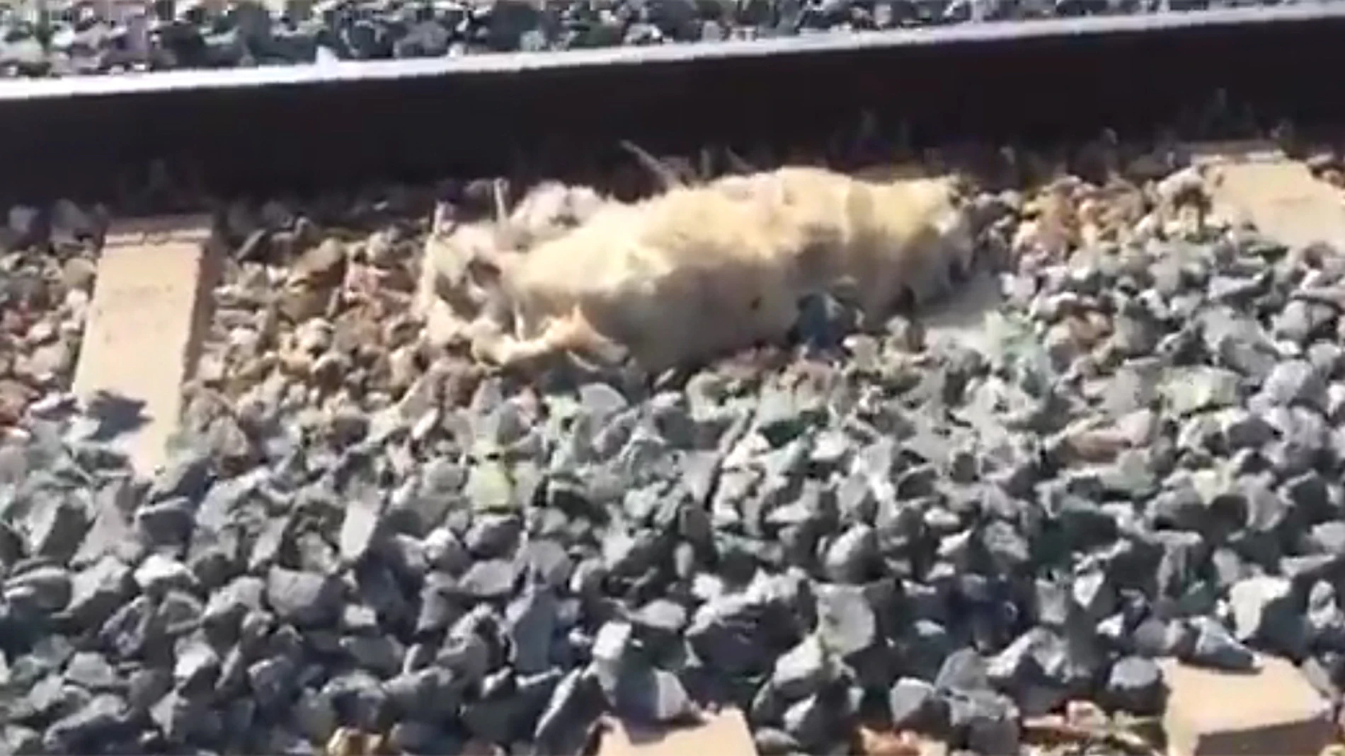 Imagen de uno de los perros muertos en la vía del tren Imagen de uno de los perros muertos en la vía del tren
