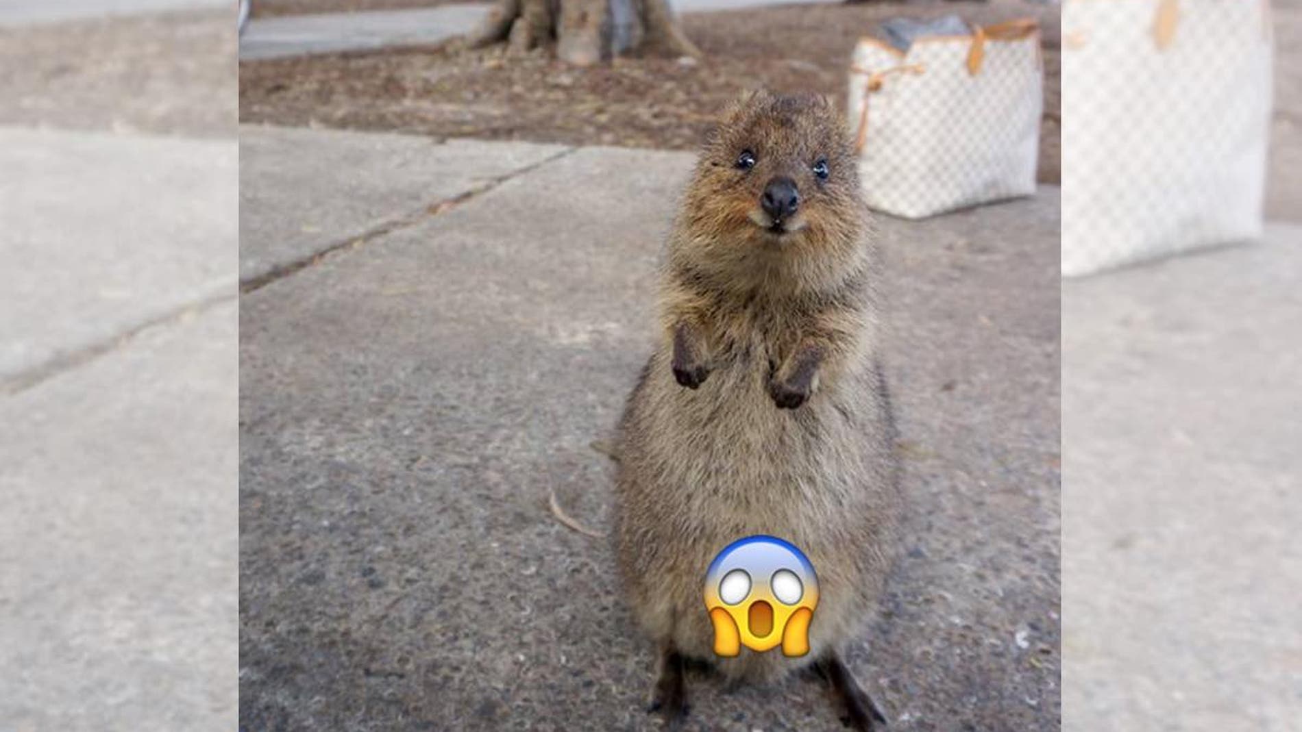 animalquokka.jpg