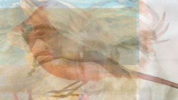 PRIMERANIMALQUEVEAS.png