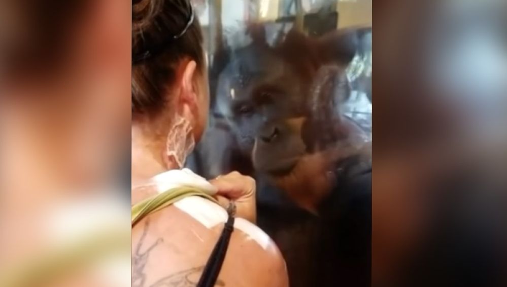 orangutanheridasok.jpg