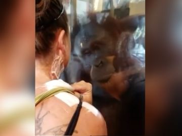 orangutanheridasok.jpg orangutanheridasok.jpg