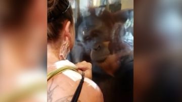 orangutanheridasok.jpg