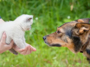 Gato y perro Gato y perro
