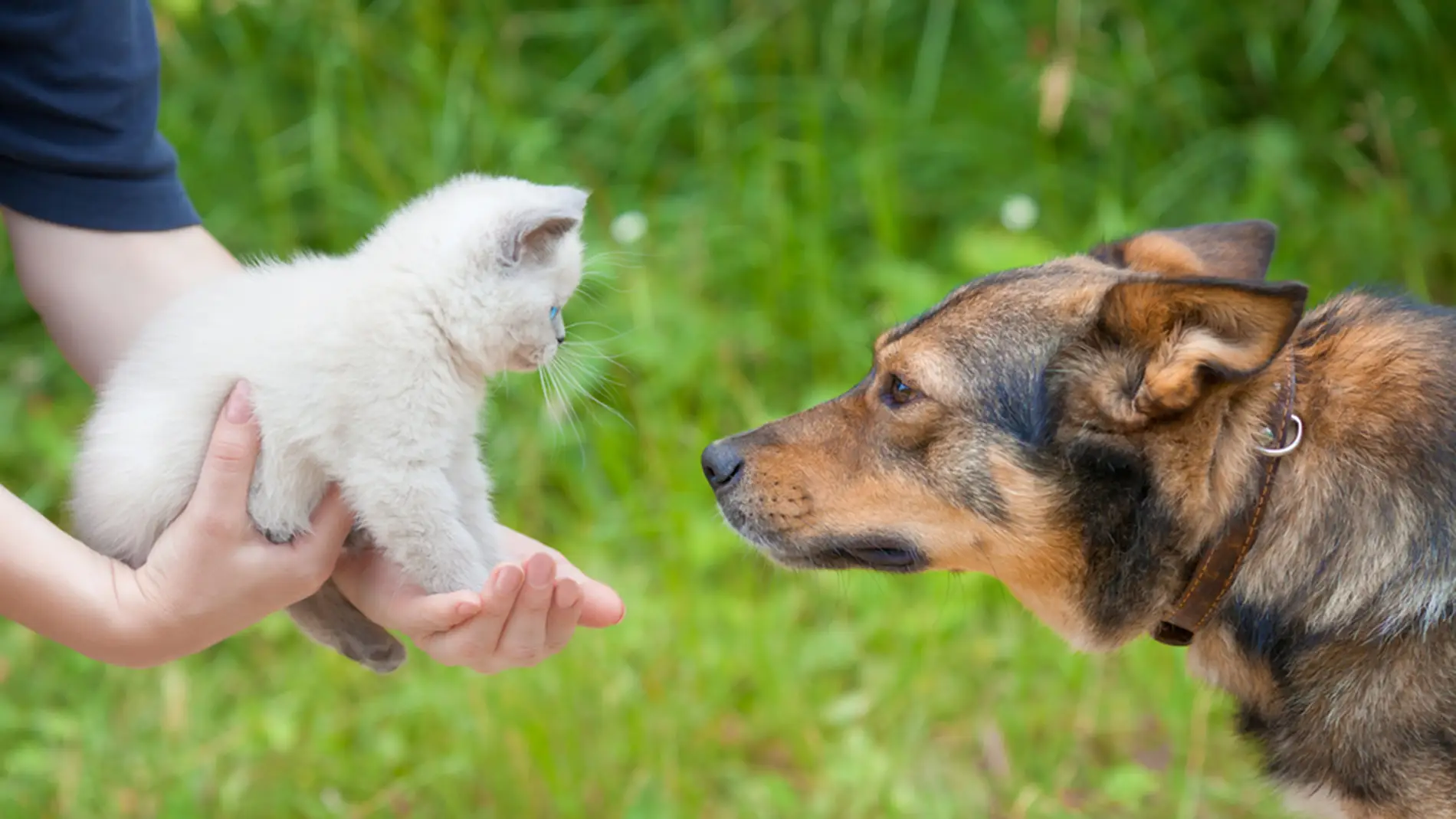Gato y perro