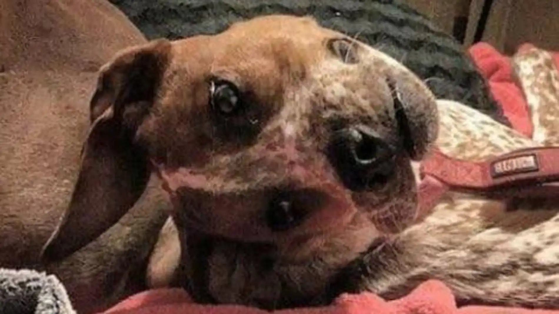 perroopticalilusion.jpg