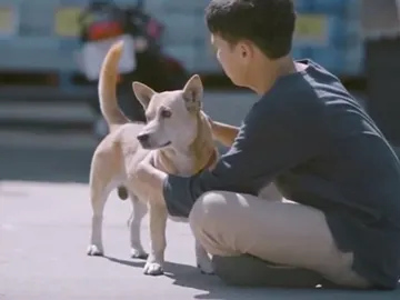 perroscalletailandia.jpg perroscalletailandia.jpg