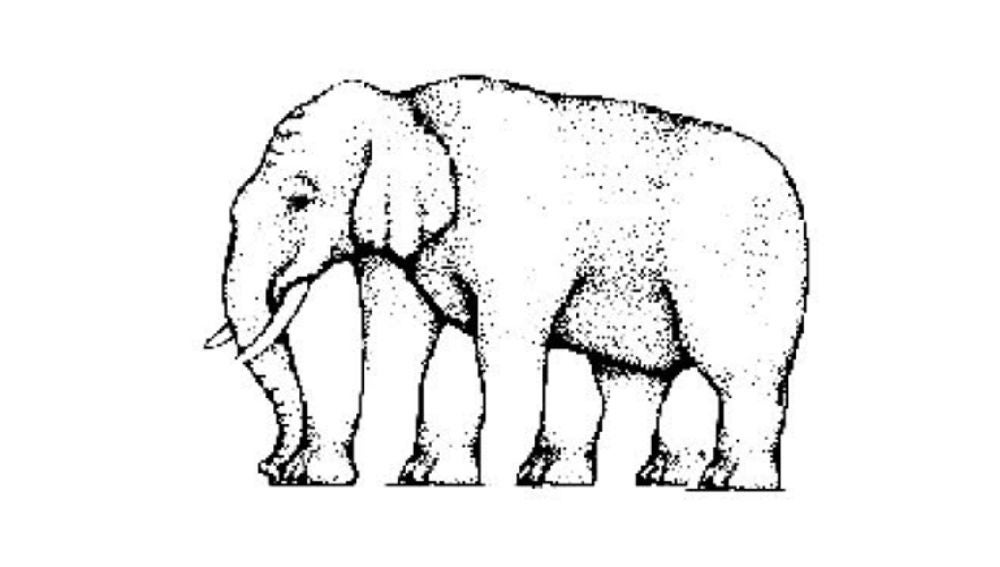 cuantaspataselefante.jpg