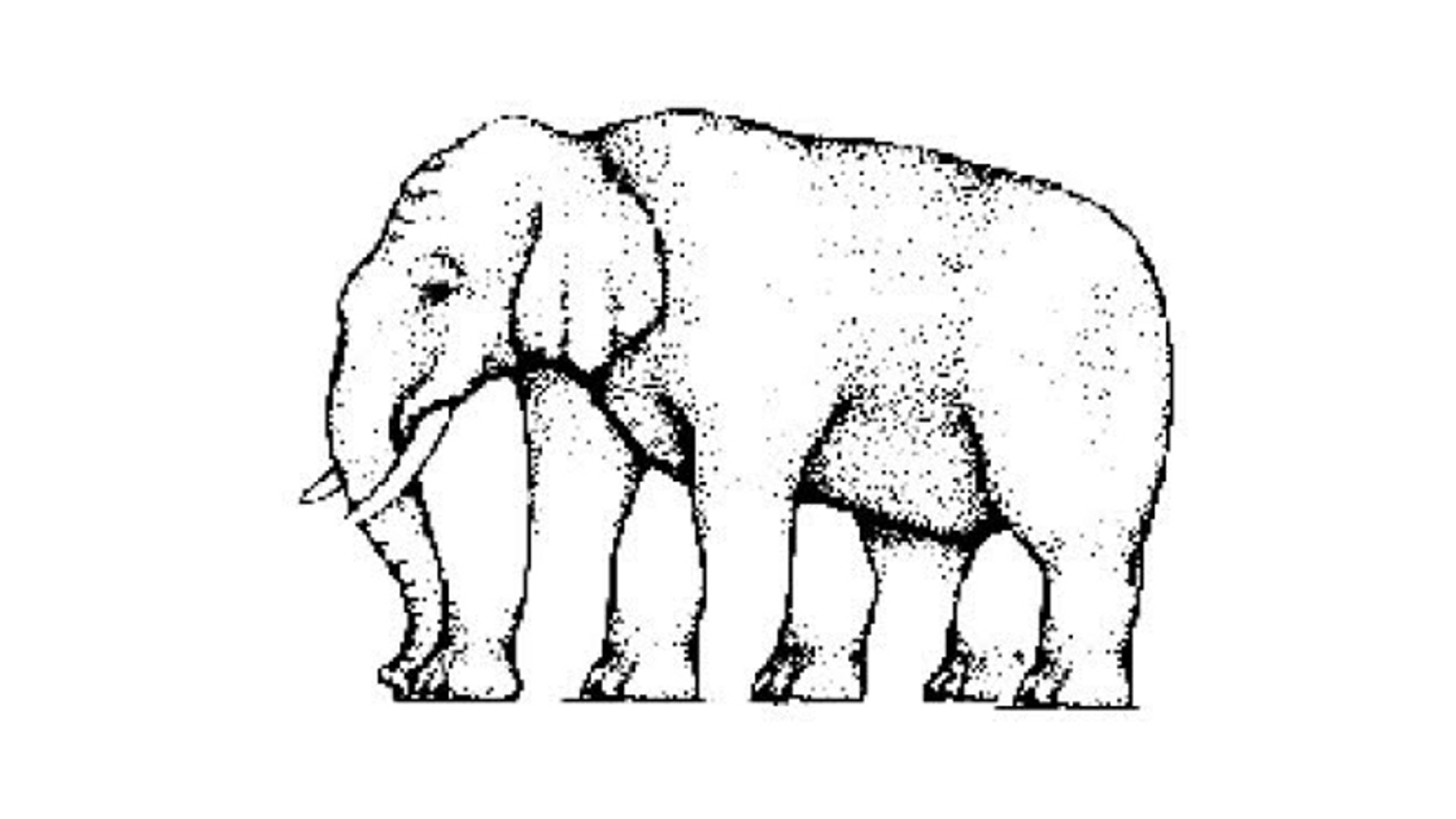 cuantaspataselefante.jpg