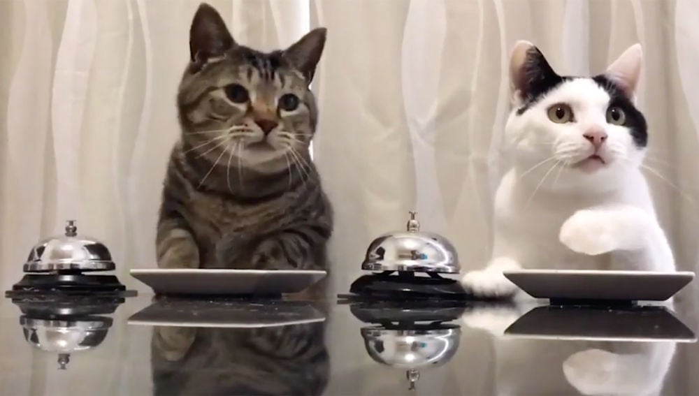 gatostimbre.jpg