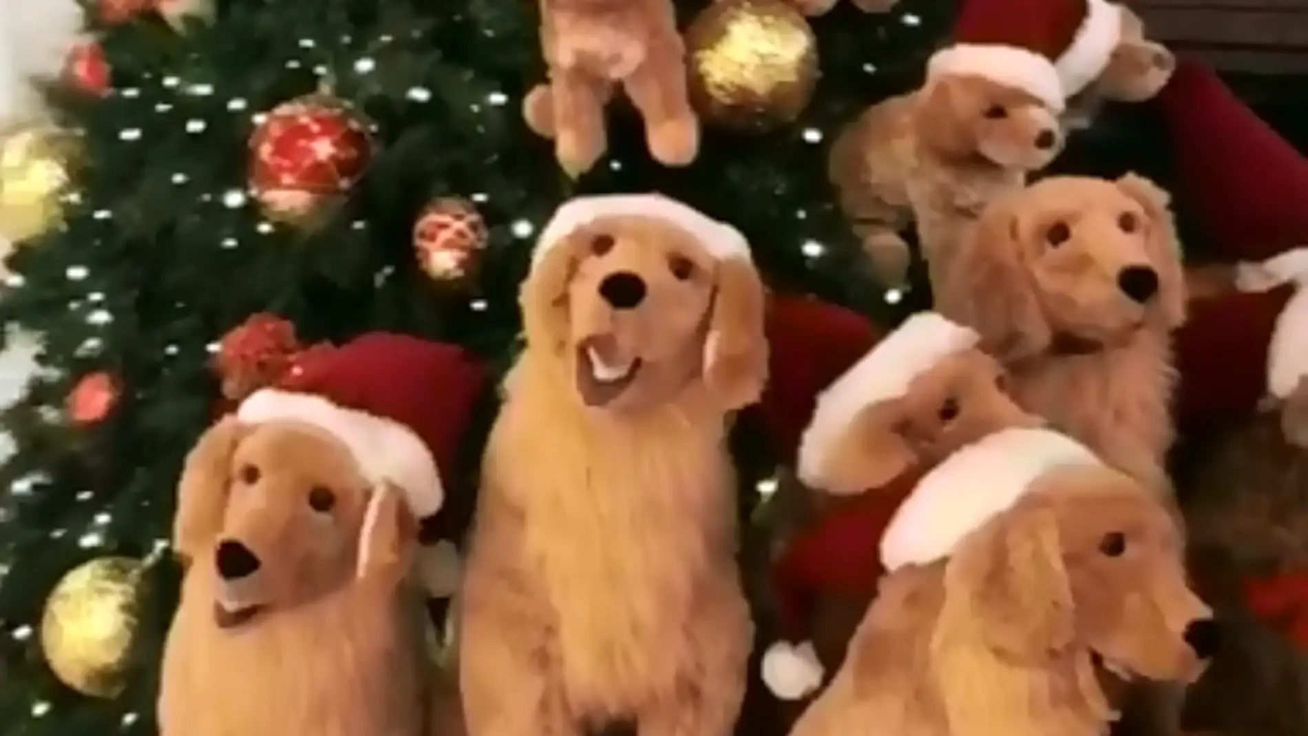 goldens.png