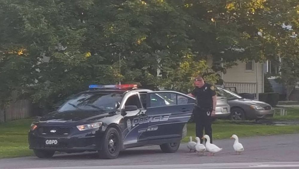 patosarrestadosok.jpg