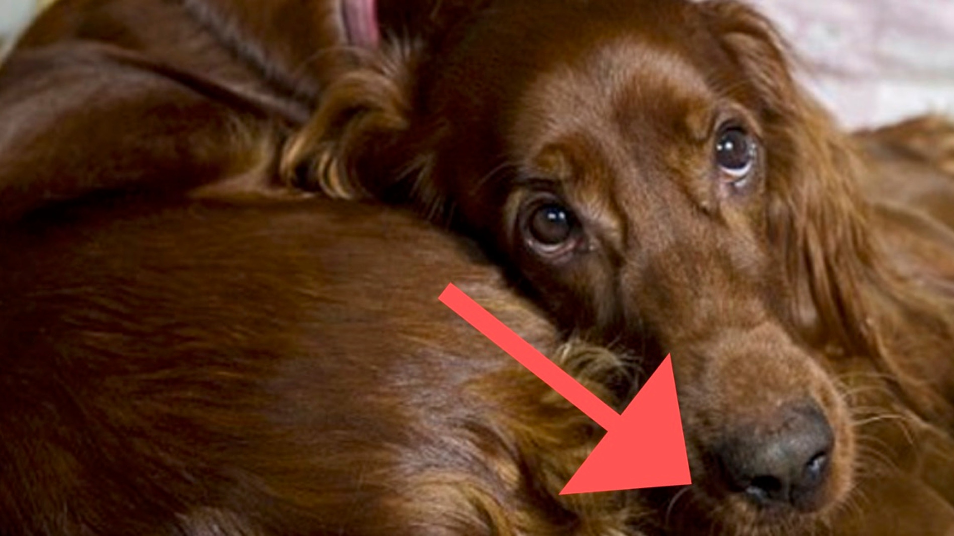 perritabebessetter.jpg
