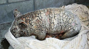 pig-sick-mange-cherry-blossom-sale-ranch-sanctuary-1-595a27ac4719d__700.jpg