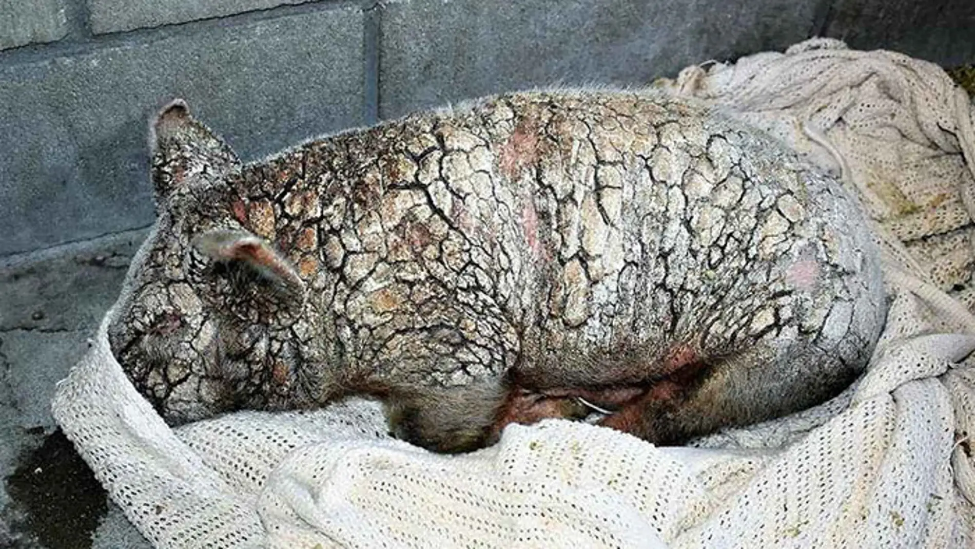 pig-sick-mange-cherry-blossom-sale-ranch-sanctuary-1-595a27ac4719d__700.jpg