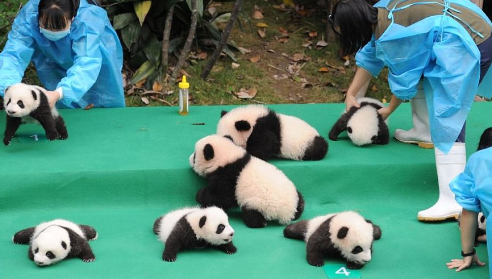 chengdupandas.jpg